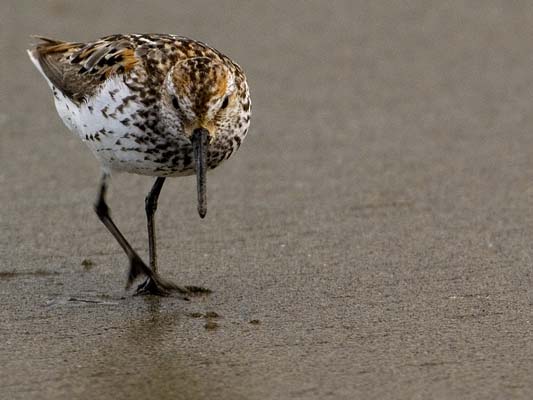 Bob Steventon - North Beach Sandpiper